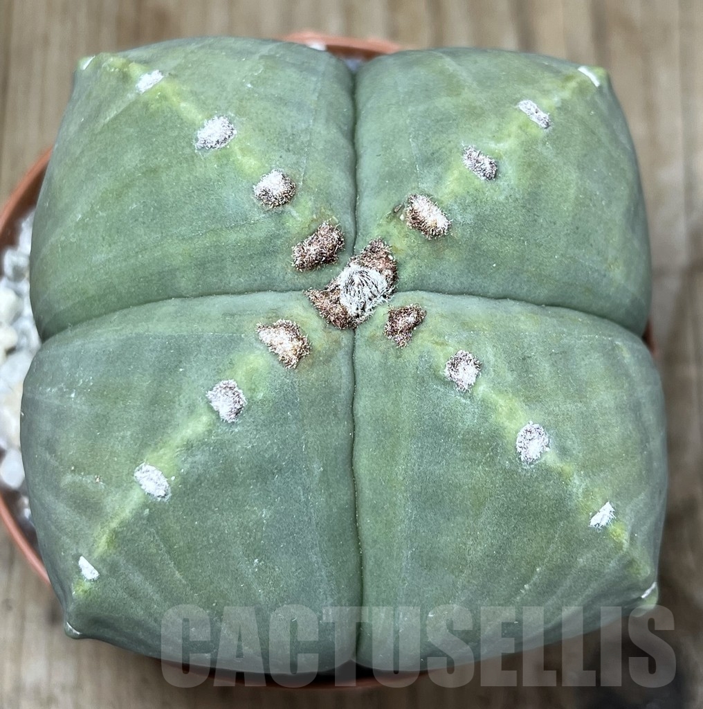 SHPR21216 Astrophytum myriostigma v. nudum - Image 2