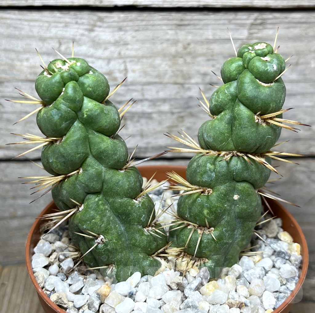 SHPR21217 Eulychnia castanea ‘spiralis’ - Image 2