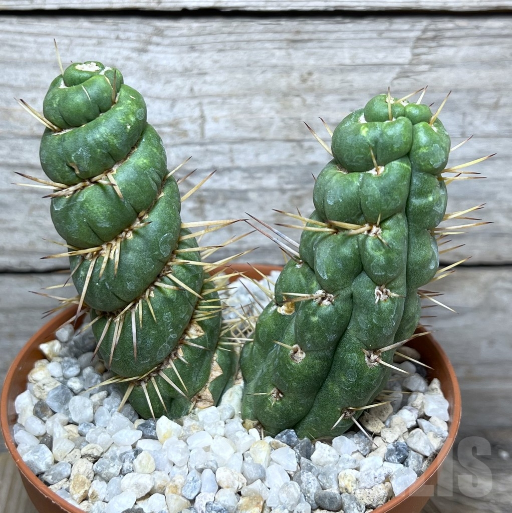 SHPR21217 Eulychnia castanea ‘spiralis’