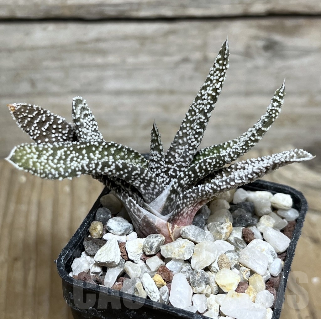 SHPR21220 Gasteria verrucosa - Image 2