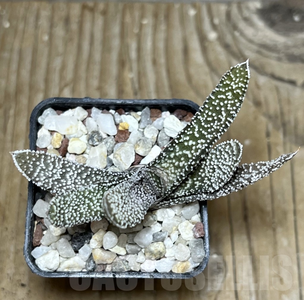 SHPR21220 Gasteria verrucosa - Image 3