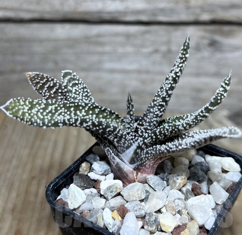 SHPR21220 Gasteria verrucosa