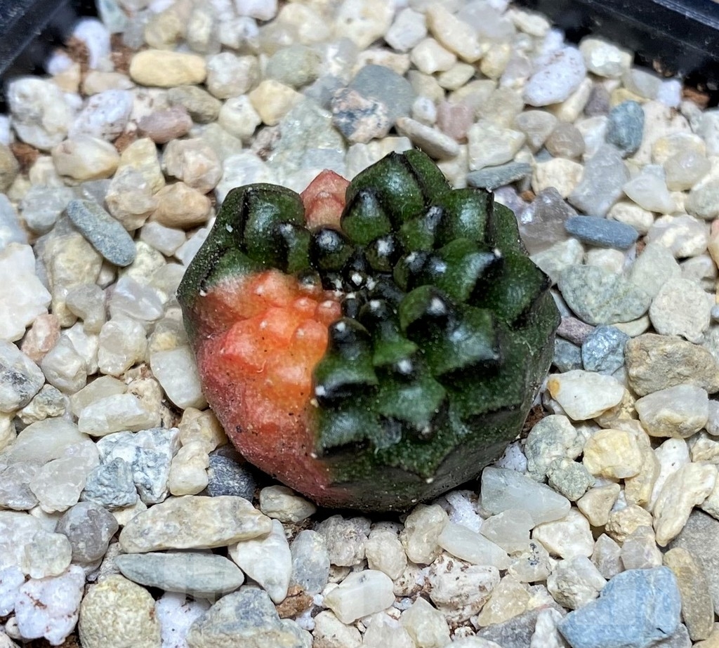 SHPR21568 Gymnocalycium mihanovichii 'inermis' f. variegata - Image 2