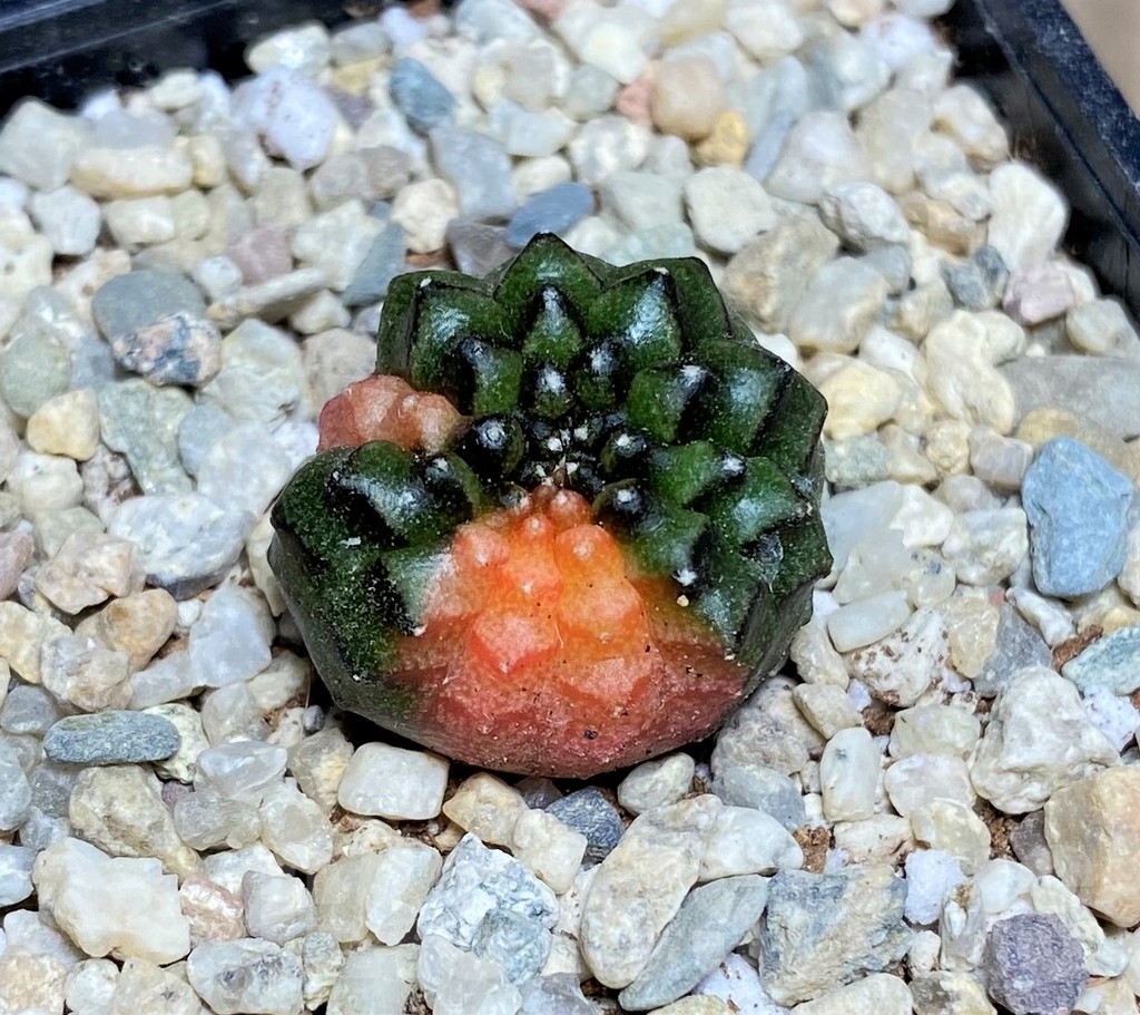SHPR21568 Gymnocalycium mihanovichii 'inermis' f. variegata