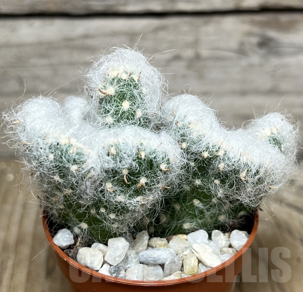 SHPR21227 Austrocylindropuntia vestita f. cristata - Image 2