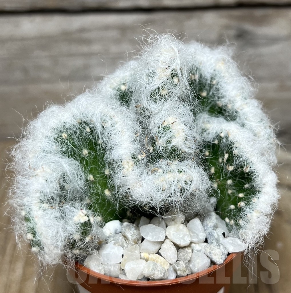 SHPR21227 Austrocylindropuntia vestita f. cristata