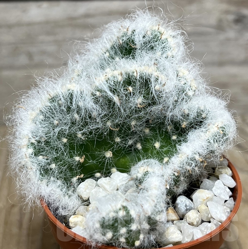 SHPR21228 Austrocylindropuntia vestita f. cristata