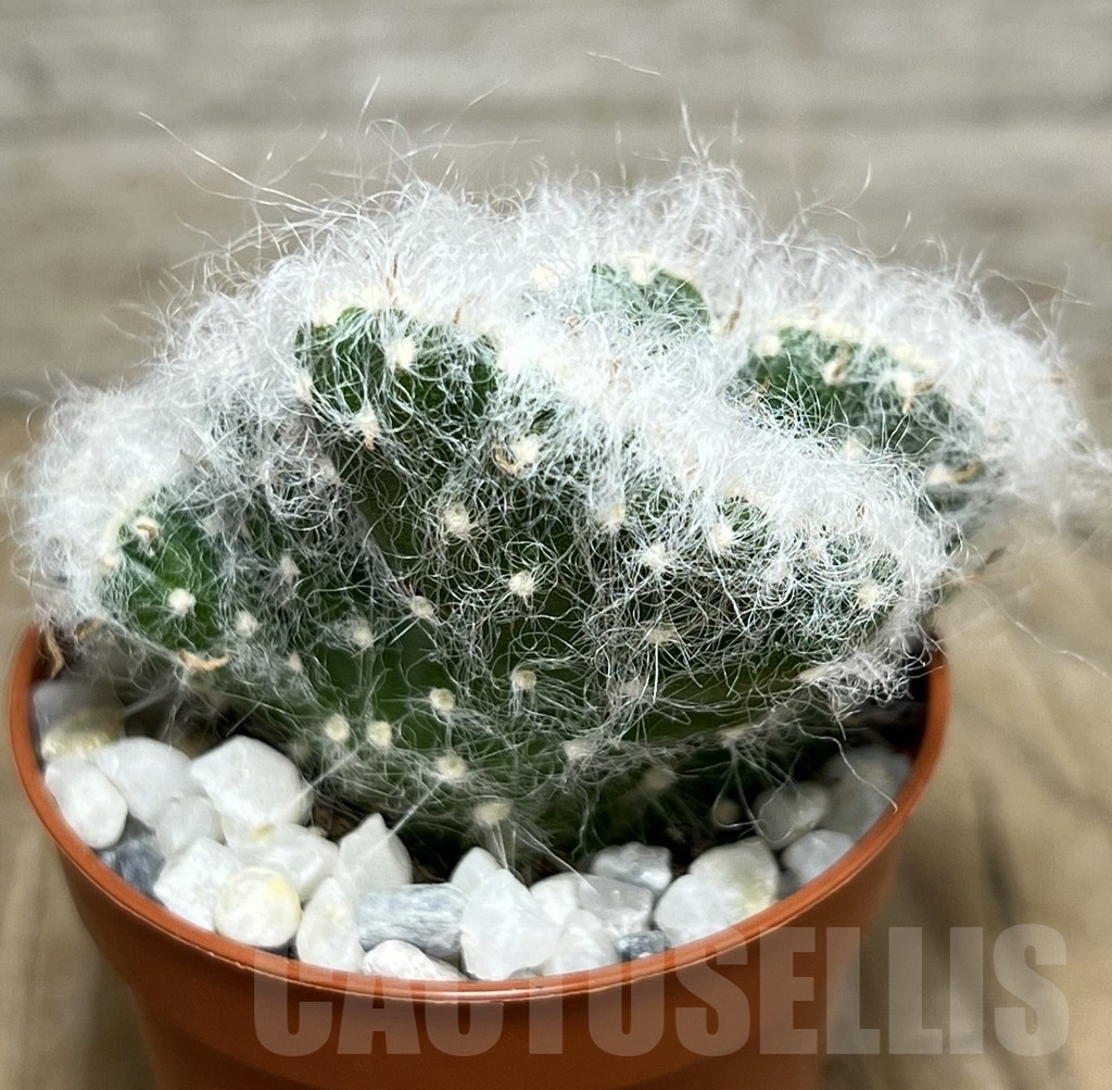 SHPR21228 Austrocylindropuntia vestita f. cristata - Image 2