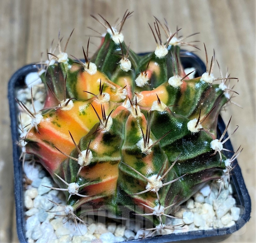 SHPR21513 Gymnocalycium mihanovichii f. variegata, seedling – Image 2