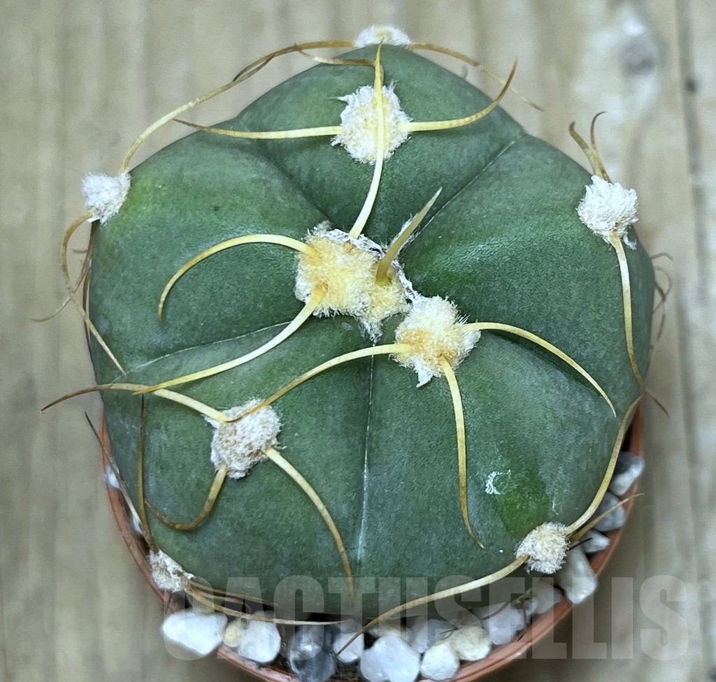 SHPR21229 Gymnocalycium horstii - Image 2