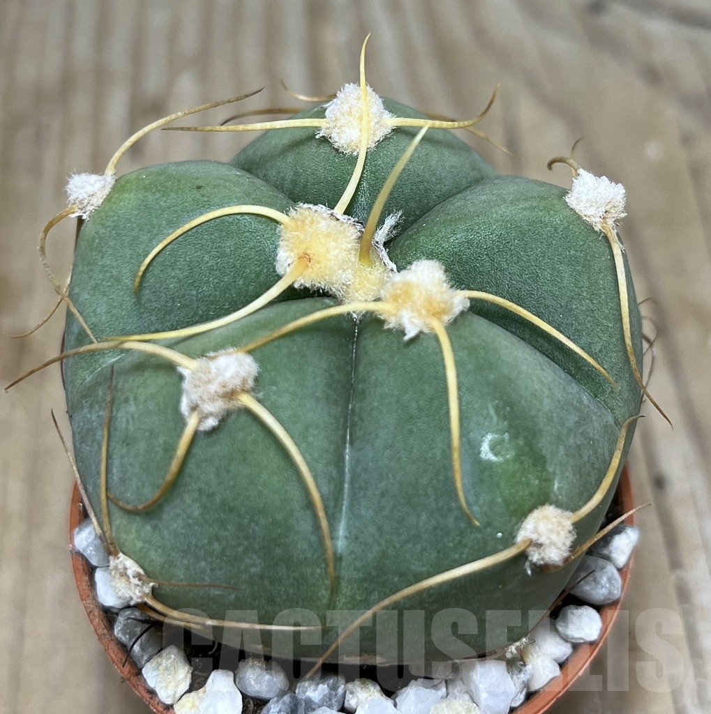 SHPR21229 Gymnocalycium horstii