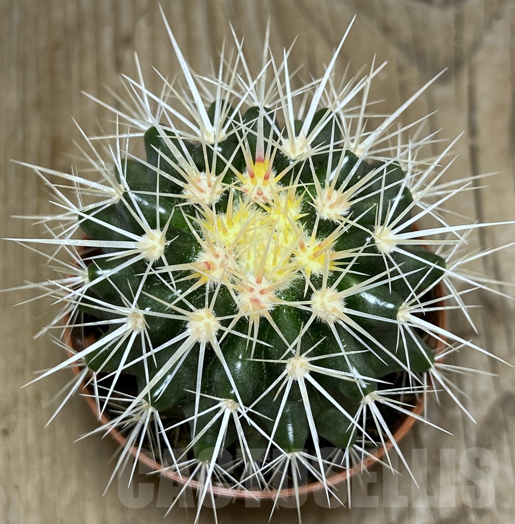 SHPR21230 Ferocactus grusonii - Image 2