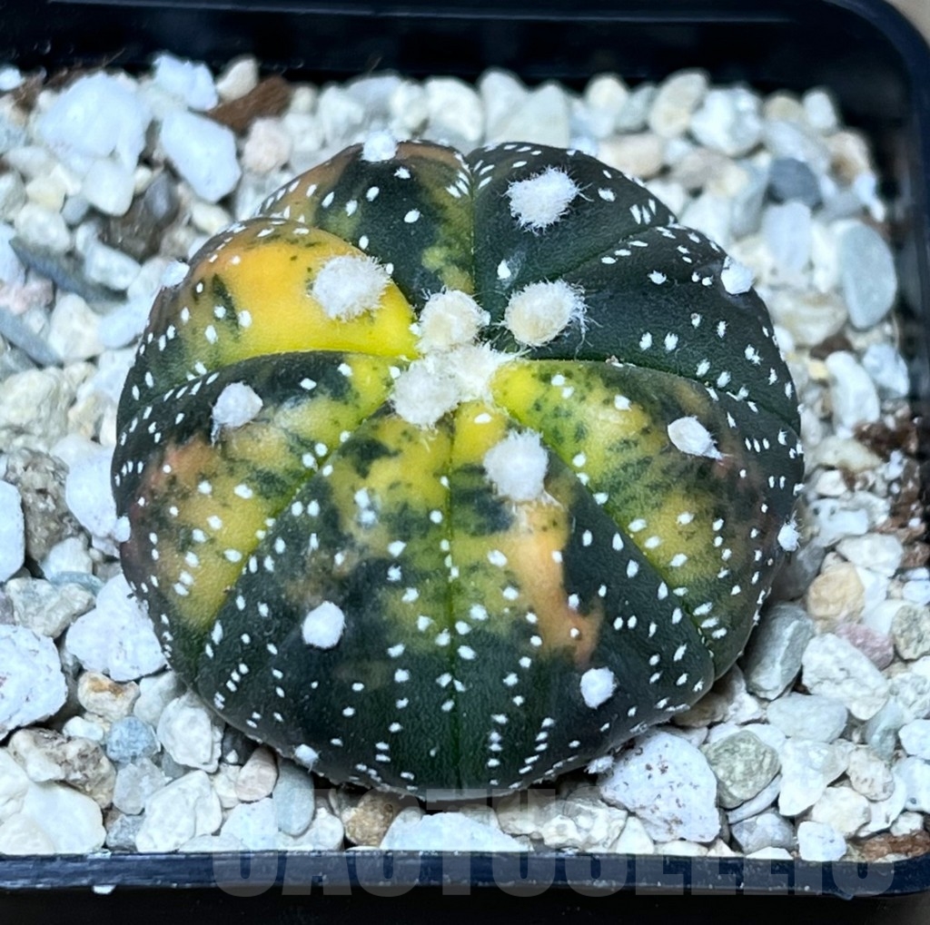 SHPR21269 Astrophytum asterias f. variegata