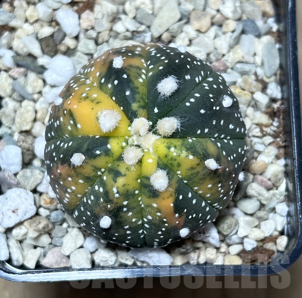 SHPR21269 Astrophytum asterias f. variegata - immagine 2