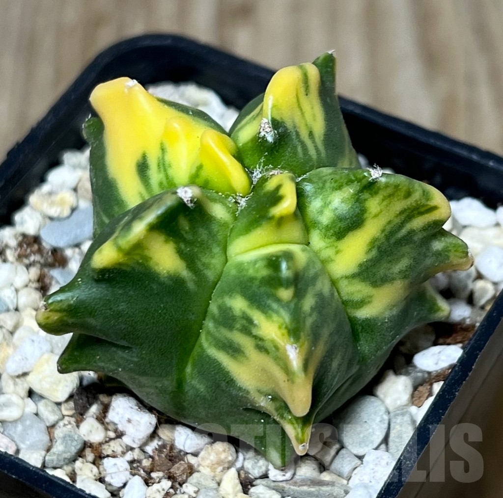 SHPR21276 Astrophytum myriostigma ‘Kikko’ f. variegata
