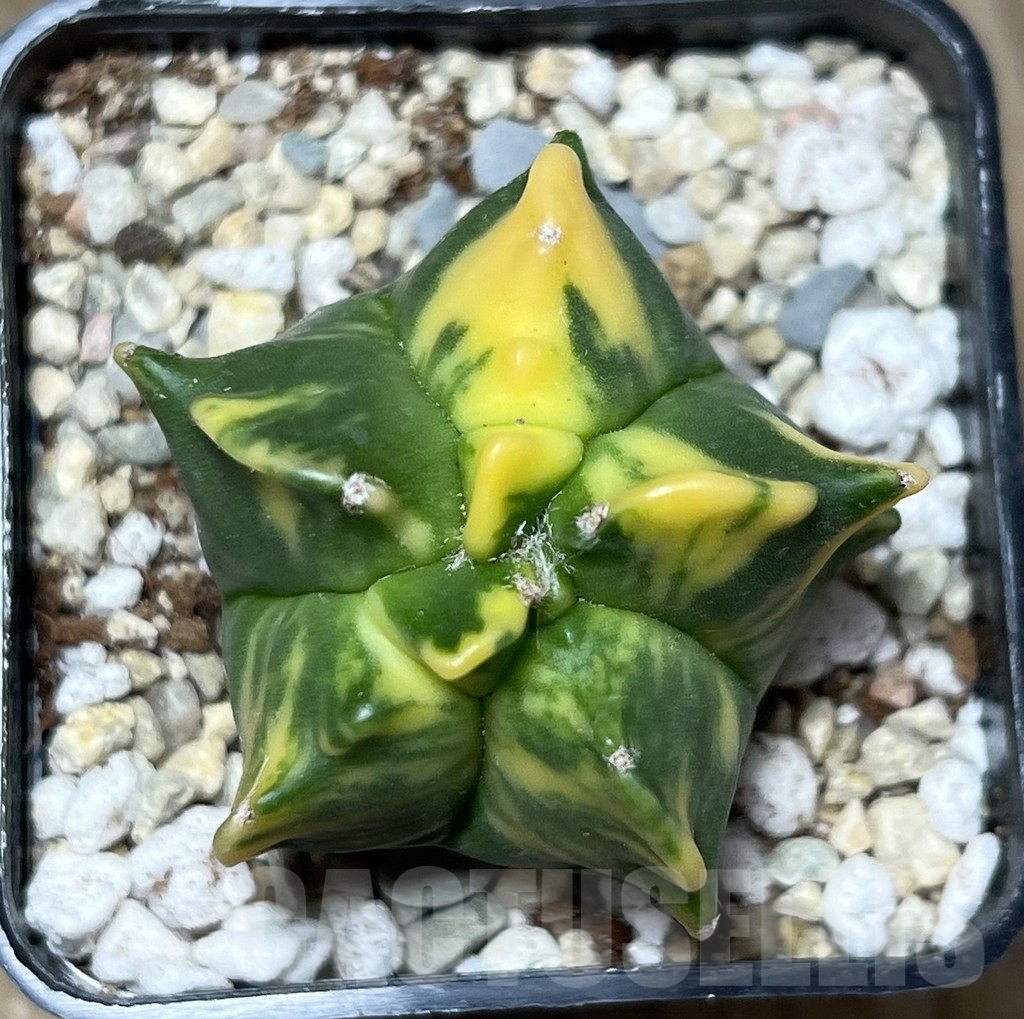 SHPR21276 Astrophytum myriostigma ‘Kikko’ f. variegata - immagine 2