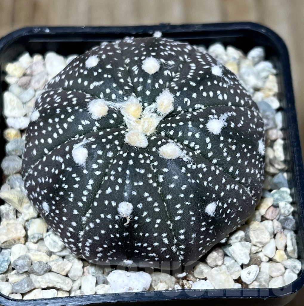 SHPR21277 Astrophytum asterias ‘Purple Skin'