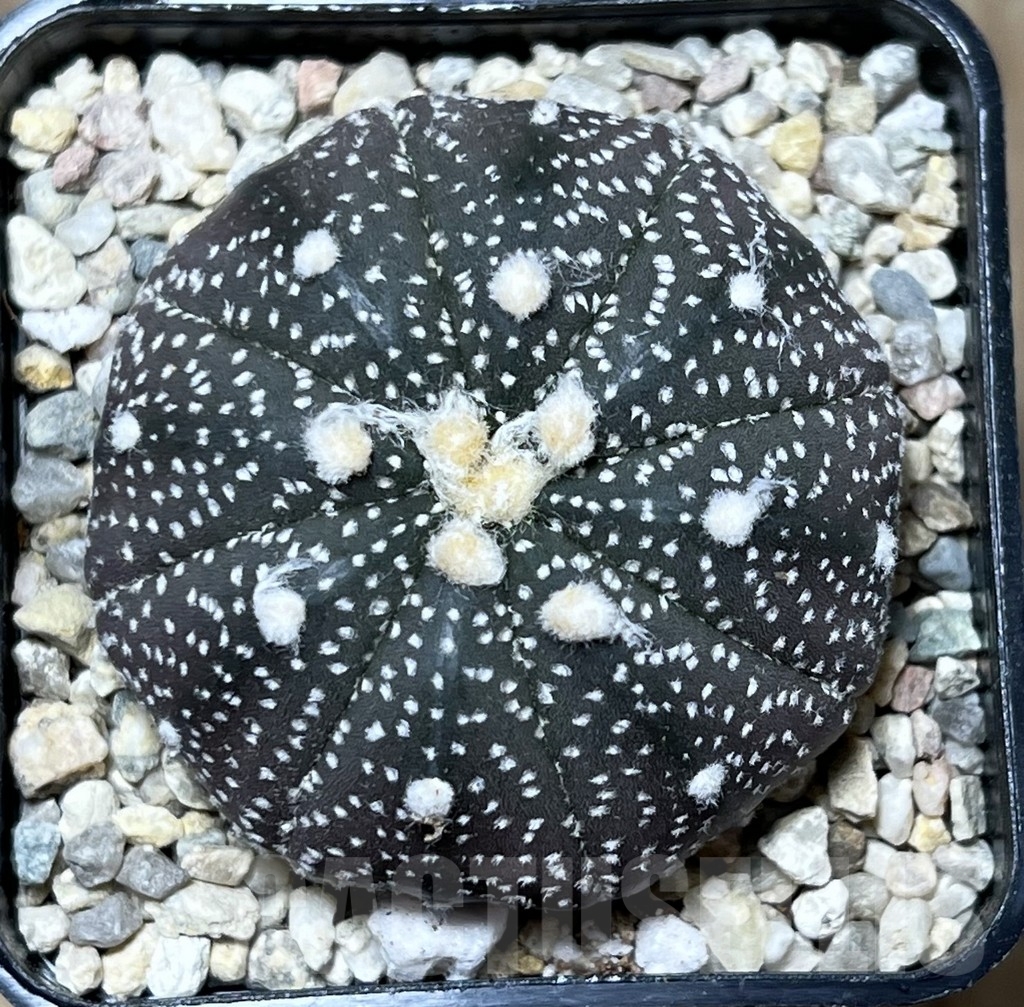 SHPR21277 Astrophytum asterias ‘Purple Skin' - immagine 2