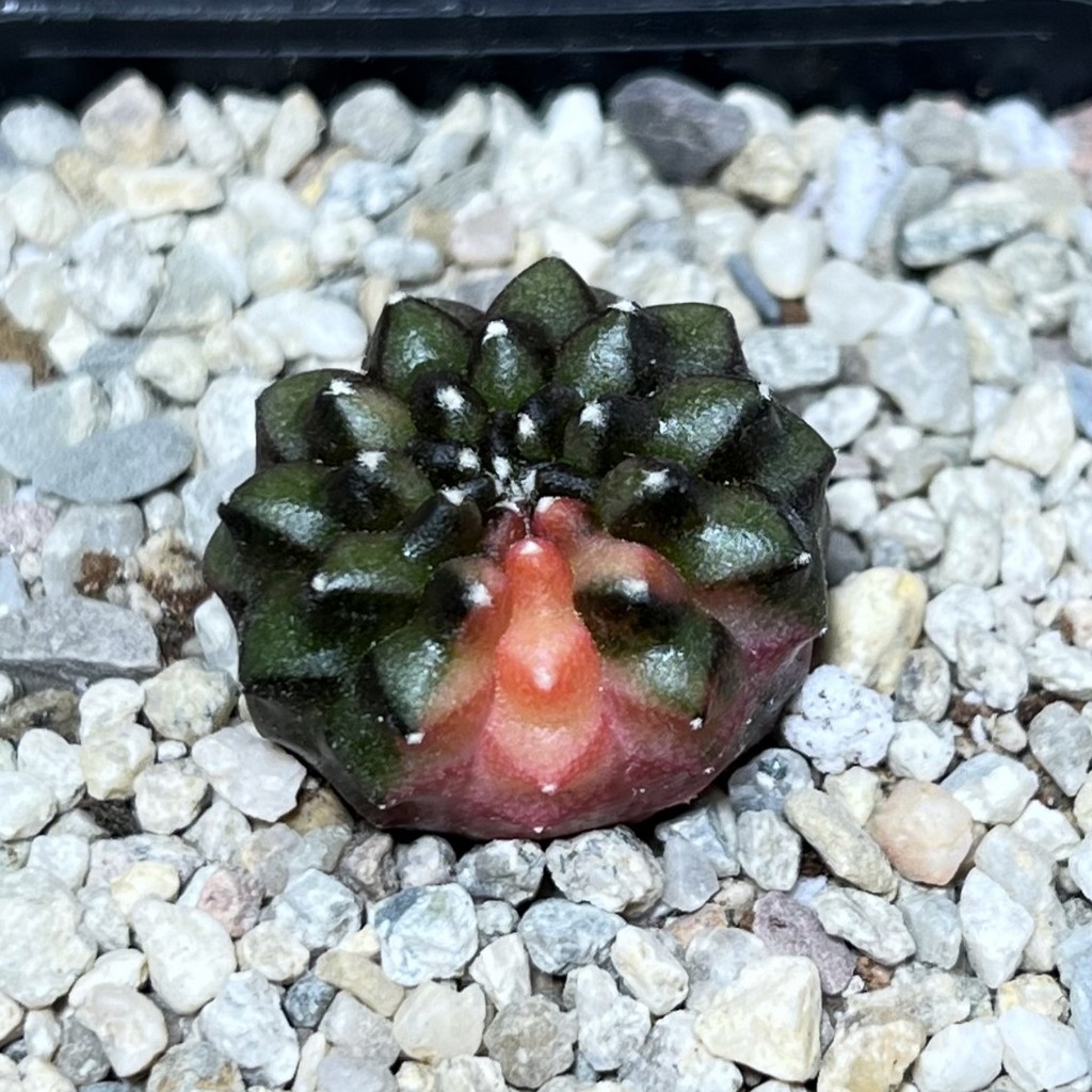 SHPR21283 Gymnocalycium mihanovichii f. inermis cristata variegata