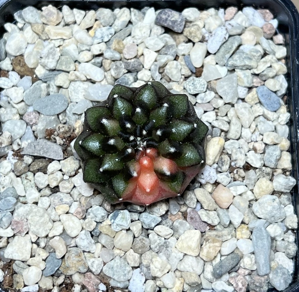 SHPR21283 Gymnocalycium mihanovichii f. inermis cristata variegata - Image 2