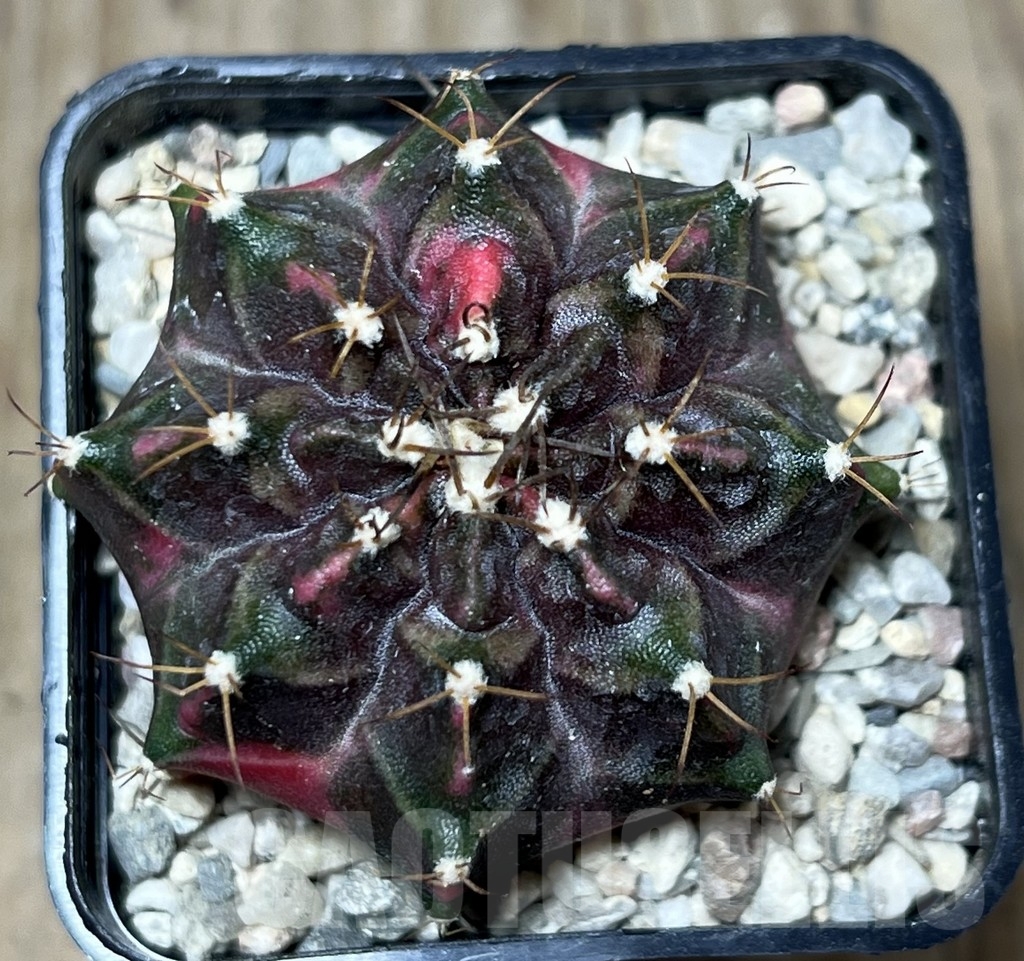 SHPR21285 Gymnocalycium mihanovichii 'Hell boy' - Image 2