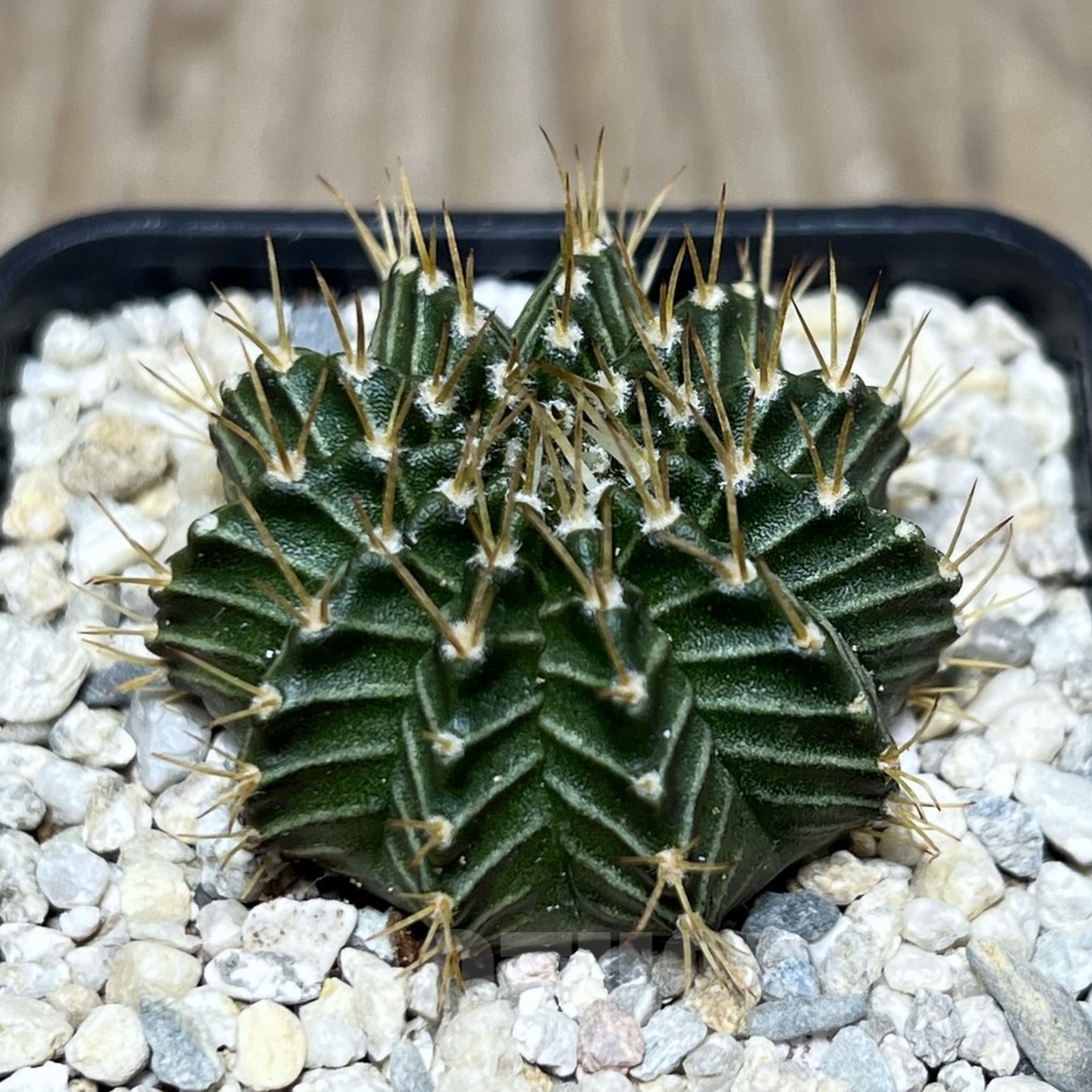 SHPR21288 Gymnocalycium mihanovichii 'Tossagon'