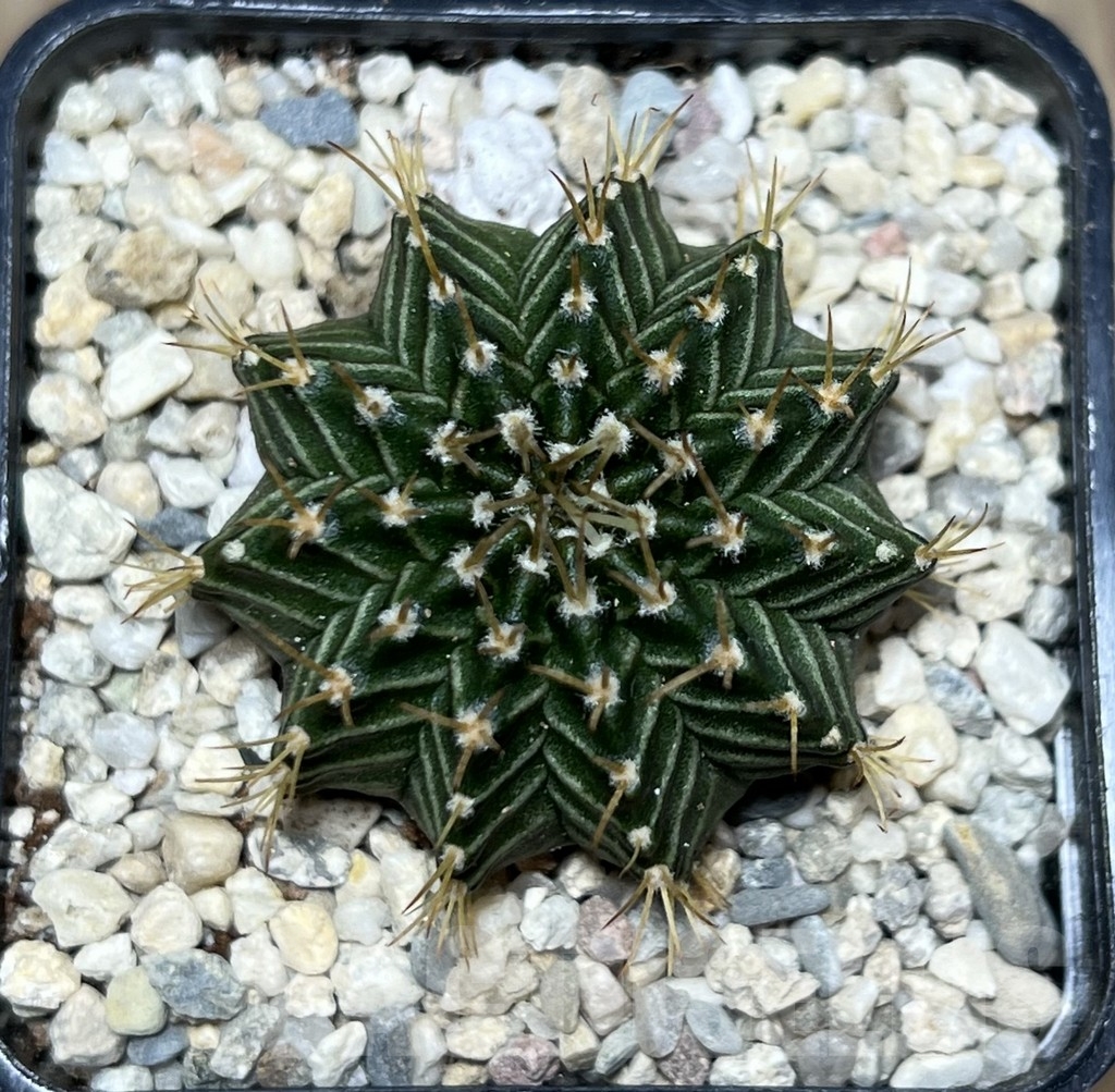 SHPR21288 Gymnocalycium mihanovichii 'Tossagon' - Image 2