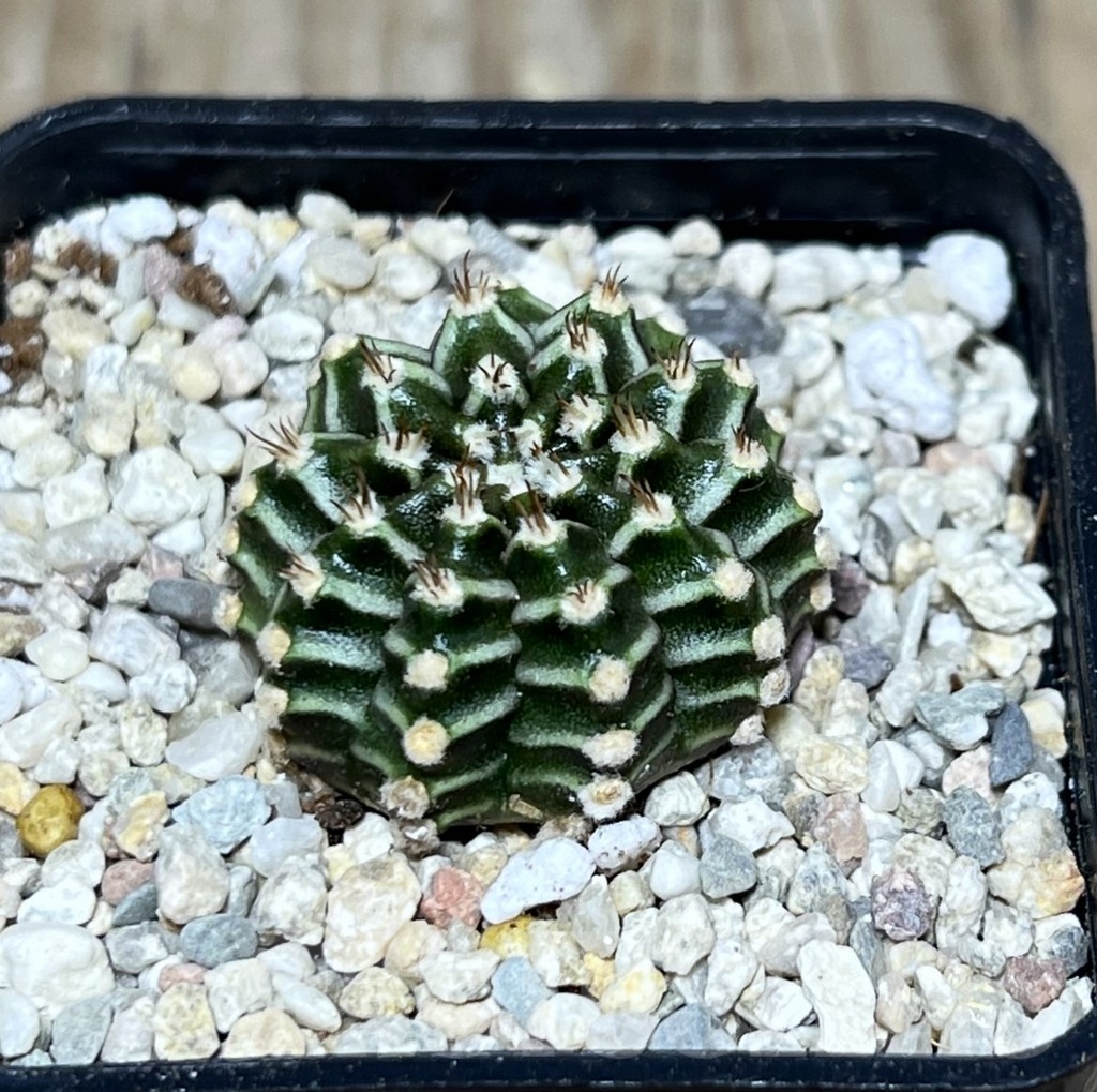 SHPR21314 Gymnocalycium mihanovichii 'Tingorbell'
