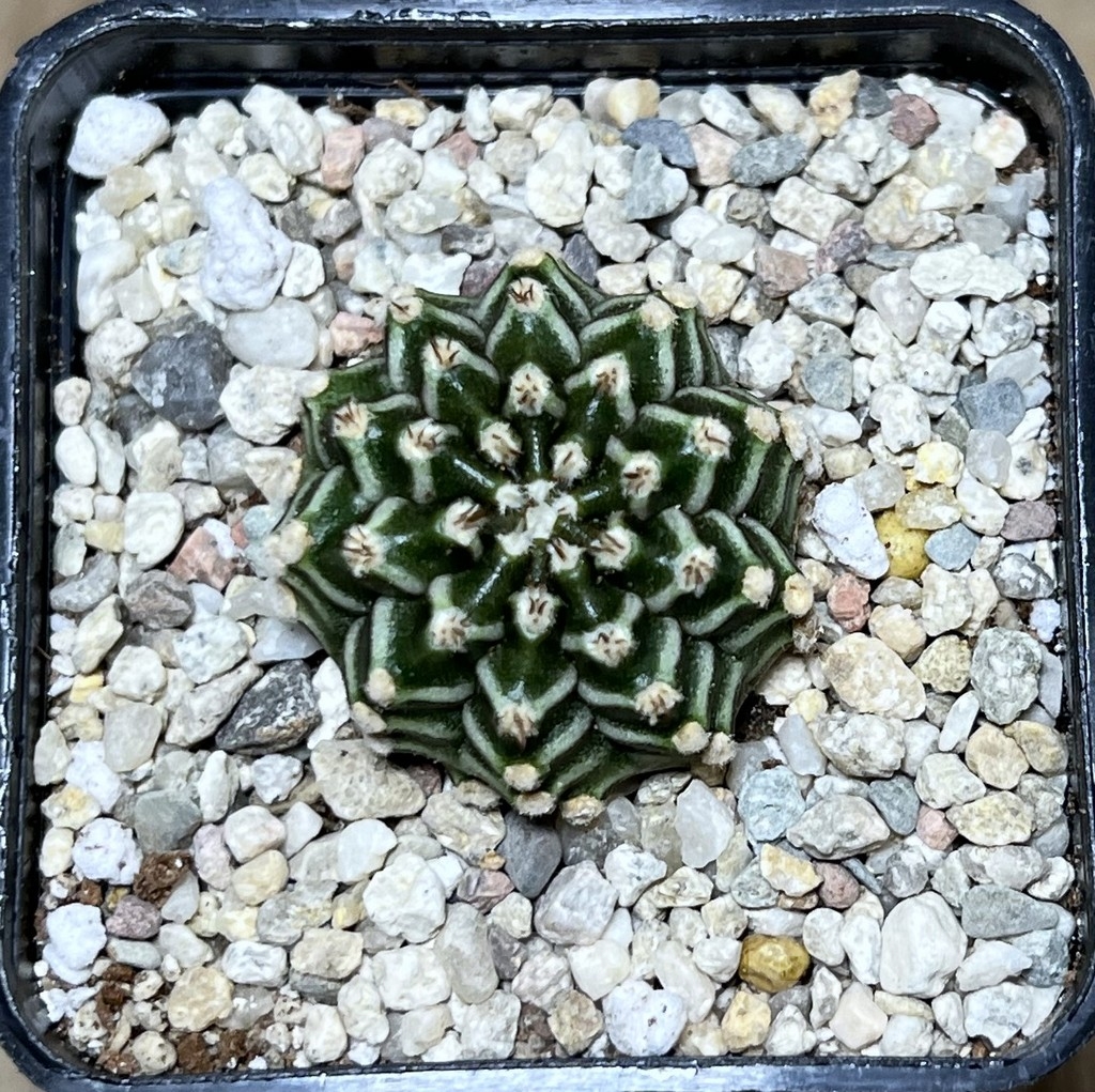 SHPR21314 Gymnocalycium mihanovichii 'Tingorbell' - immagine 2