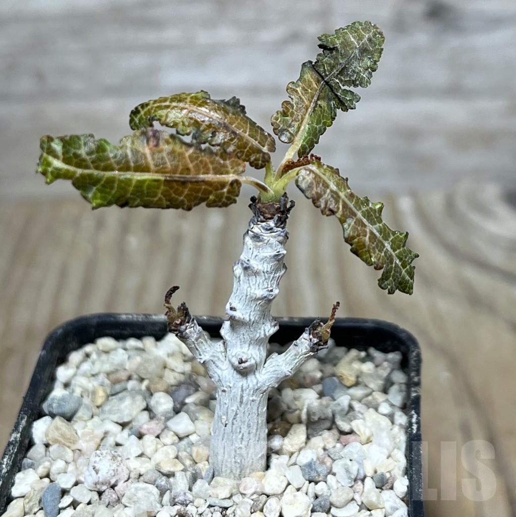 SHPR21376 Boswellia nana