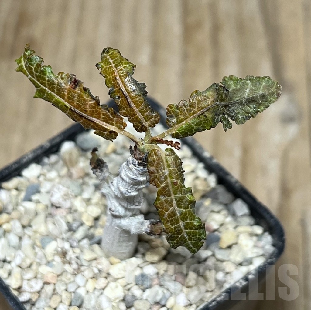 SHPR21376 Boswellia nana - Image 2