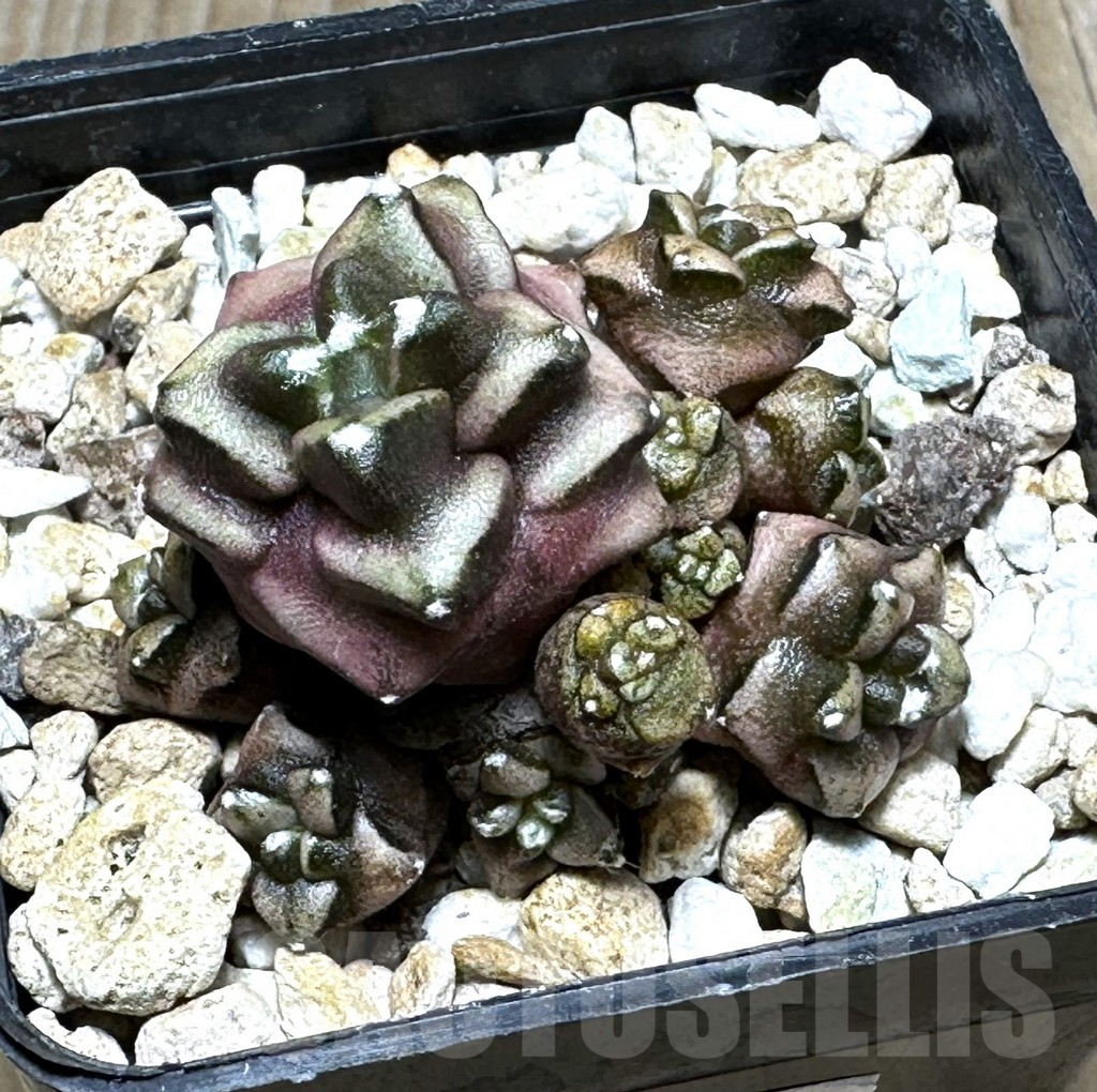 SHPR22710 Gymnocalycium mihanovichii ‘Transformer’, seedling