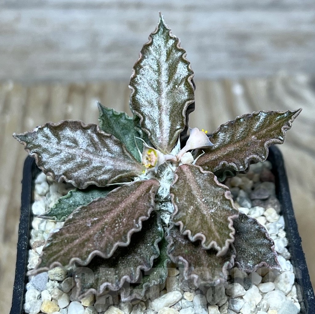 SHPR21377 Euphorbia tulearensis x francoisii
