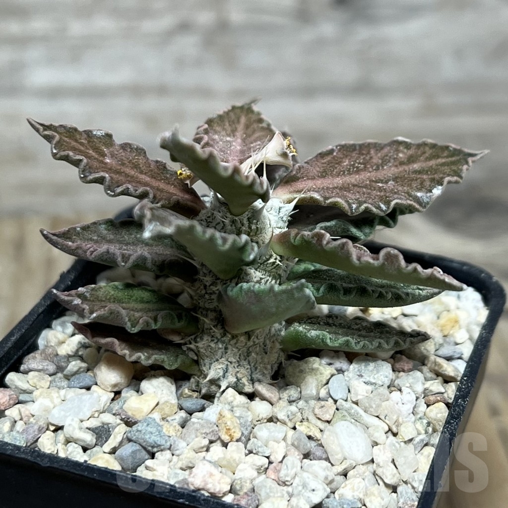 SHPR21377 Euphorbia tulearensis x francoisii - Image 2