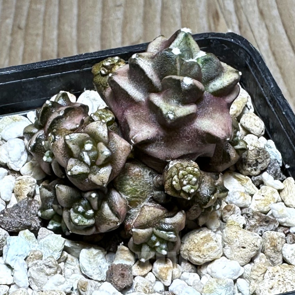 SHPR22710 Gymnocalycium mihanovichii ‘Transformer’, seedling - Image 2