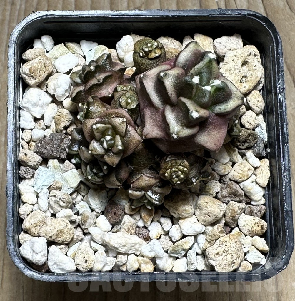 SHPR22710 Gymnocalycium mihanovichii ‘Transformer’, seedling - Image 3