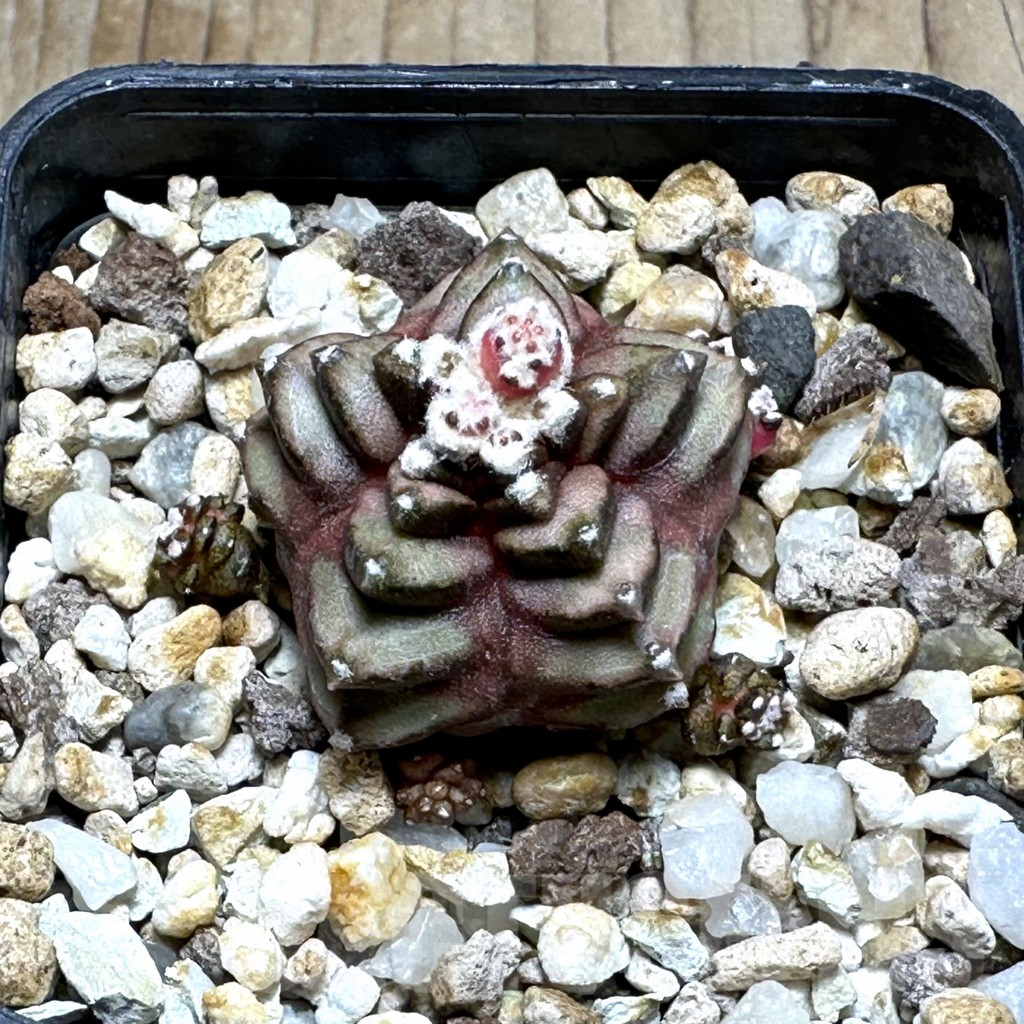 SHPR20273 Gymnocalycium mihanovichii ‘Transformer’, seedling