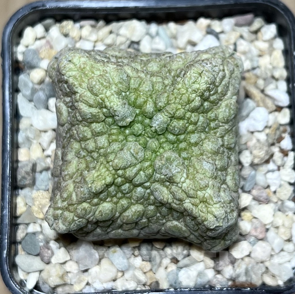 SHPR21378 Pseudolithos cubiformis