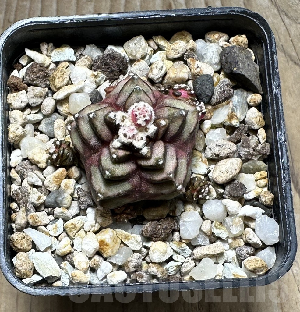 SHPR20273 Gymnocalycium mihanovichii ‘Transformer’, seedling - immagine 2
