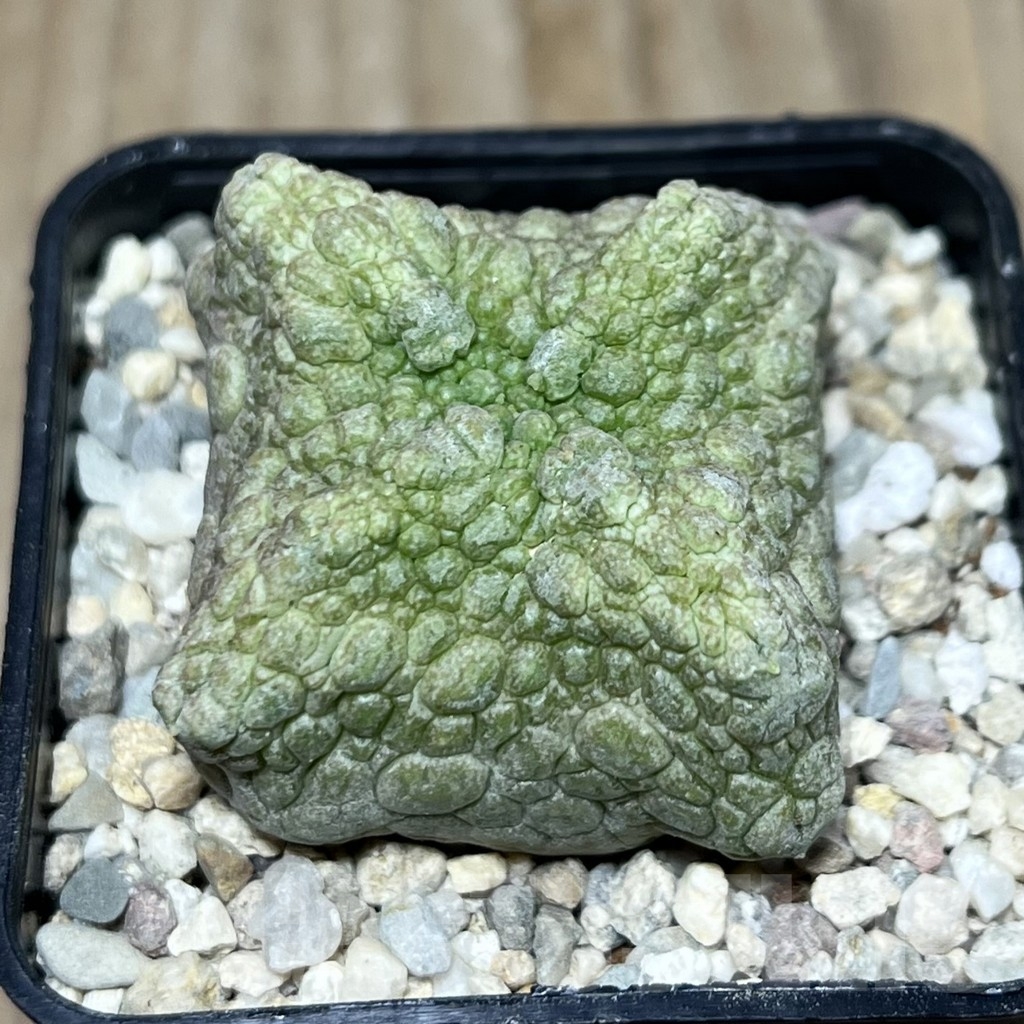 SHPR21378 Pseudolithos cubiformis – Bild 2