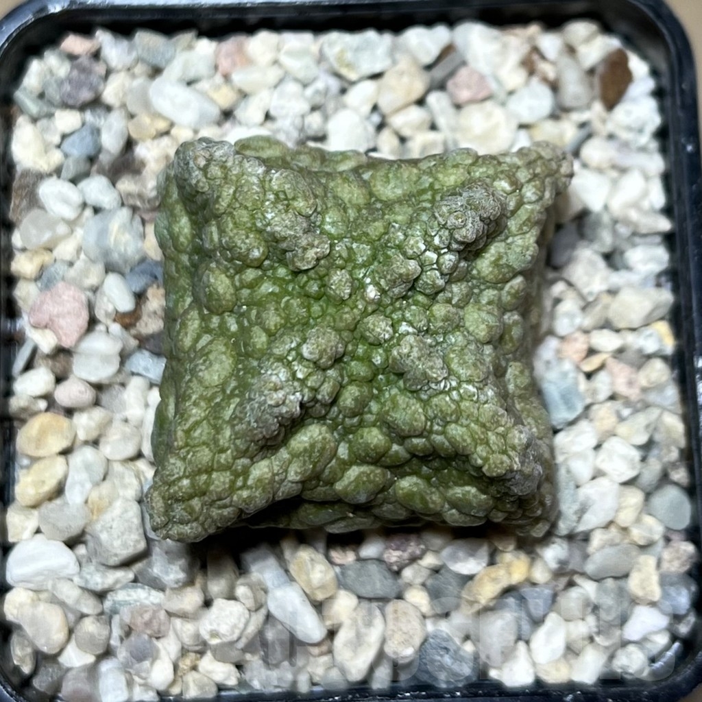 SHPR21379 Pseudolithos cubiformis