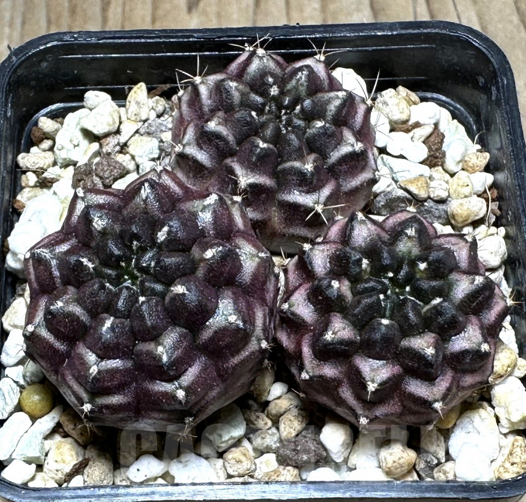 SHPR24002 Gymnocalycium mihanovichii ‘Day dream’ 3 plants, seedling