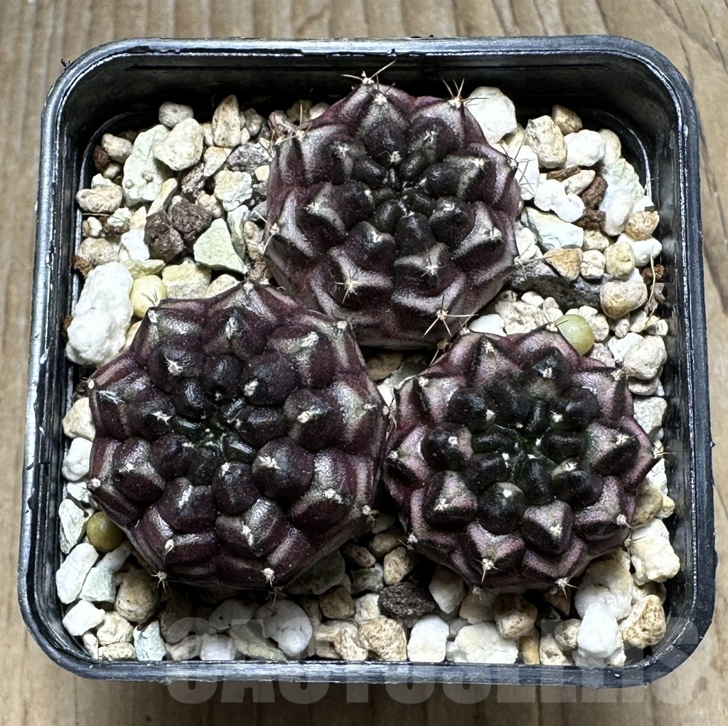 SHPR24002 Gymnocalycium mihanovichii ‘Day dream’ 3 plants, seedling - Image 2