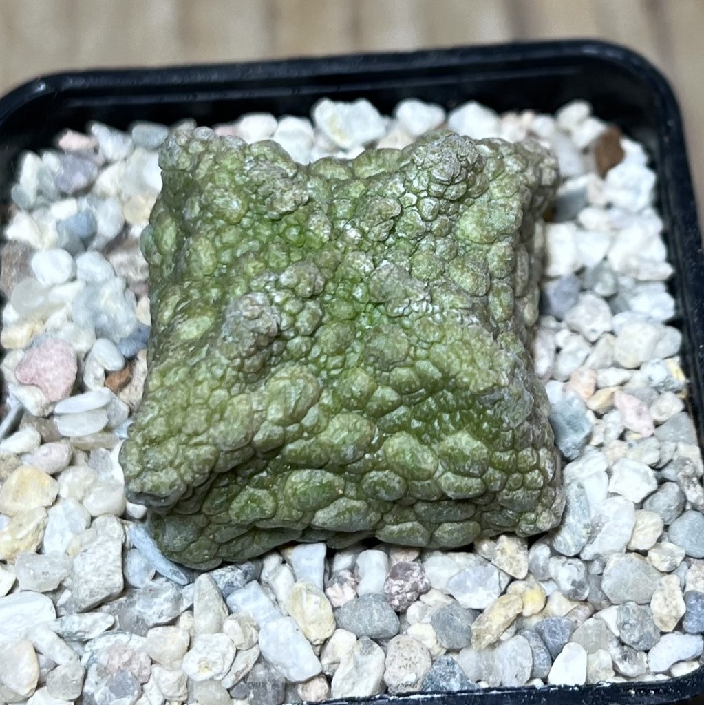 SHPR21379 Pseudolithos cubiformis – Image 2