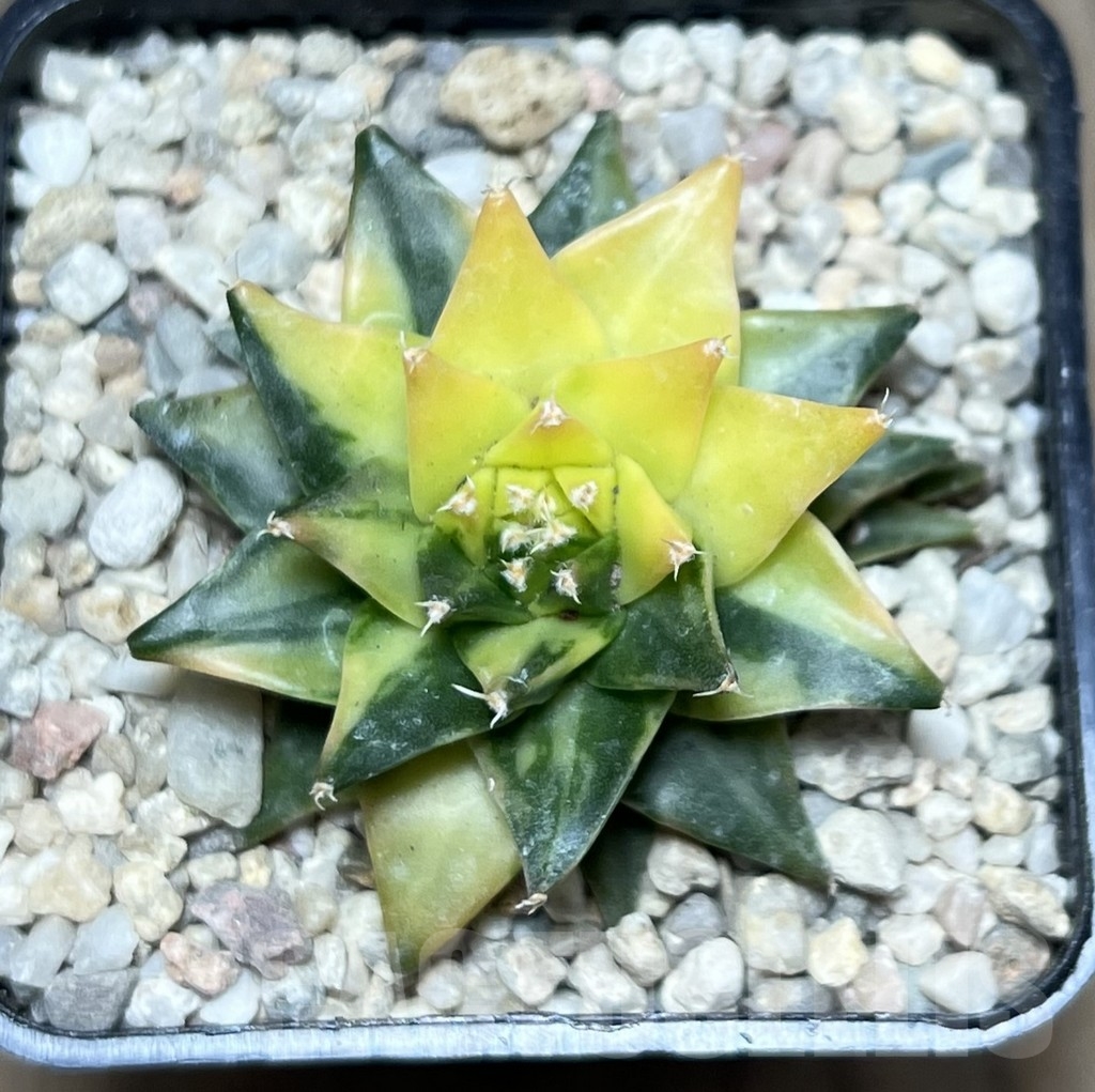 SHPR21431 Obregonia denegrii f. variegata - Зображення 2