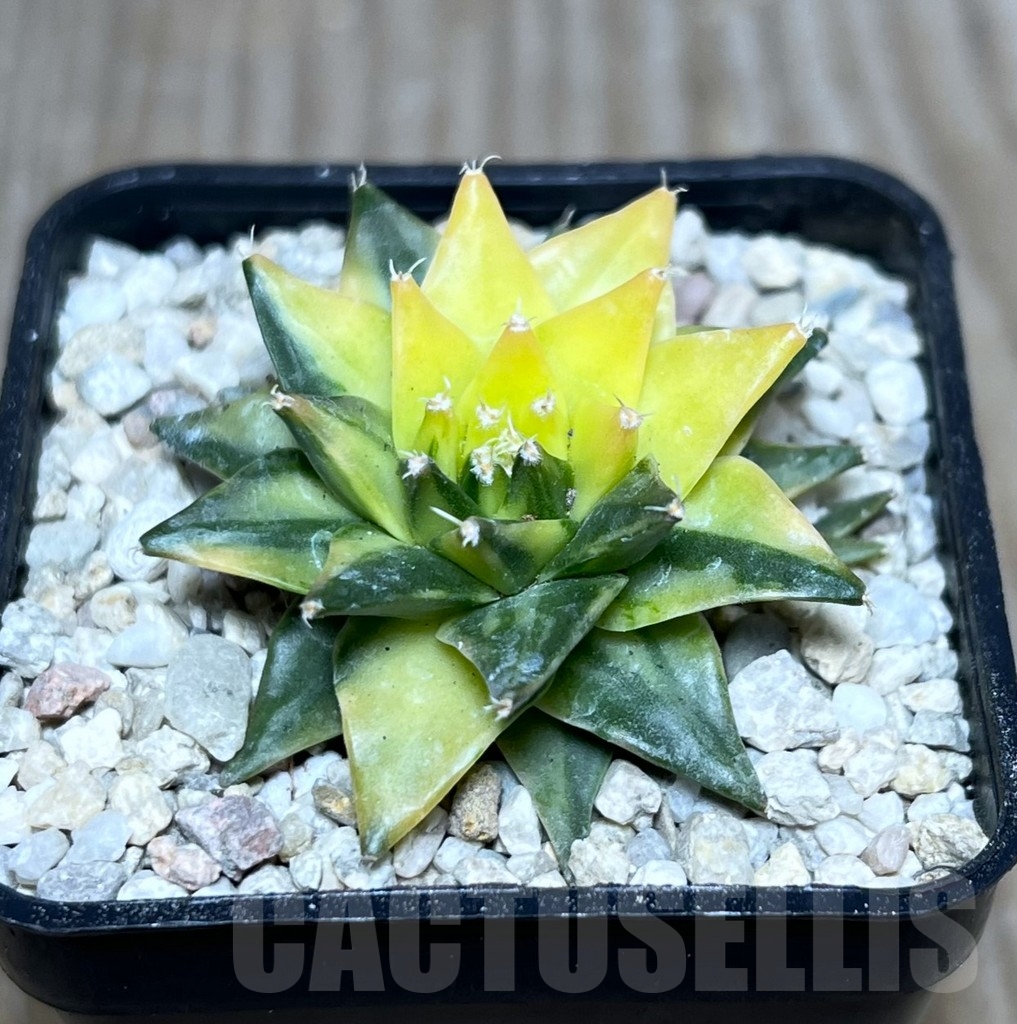 SHPR21431 Obregonia denegrii f. variegata