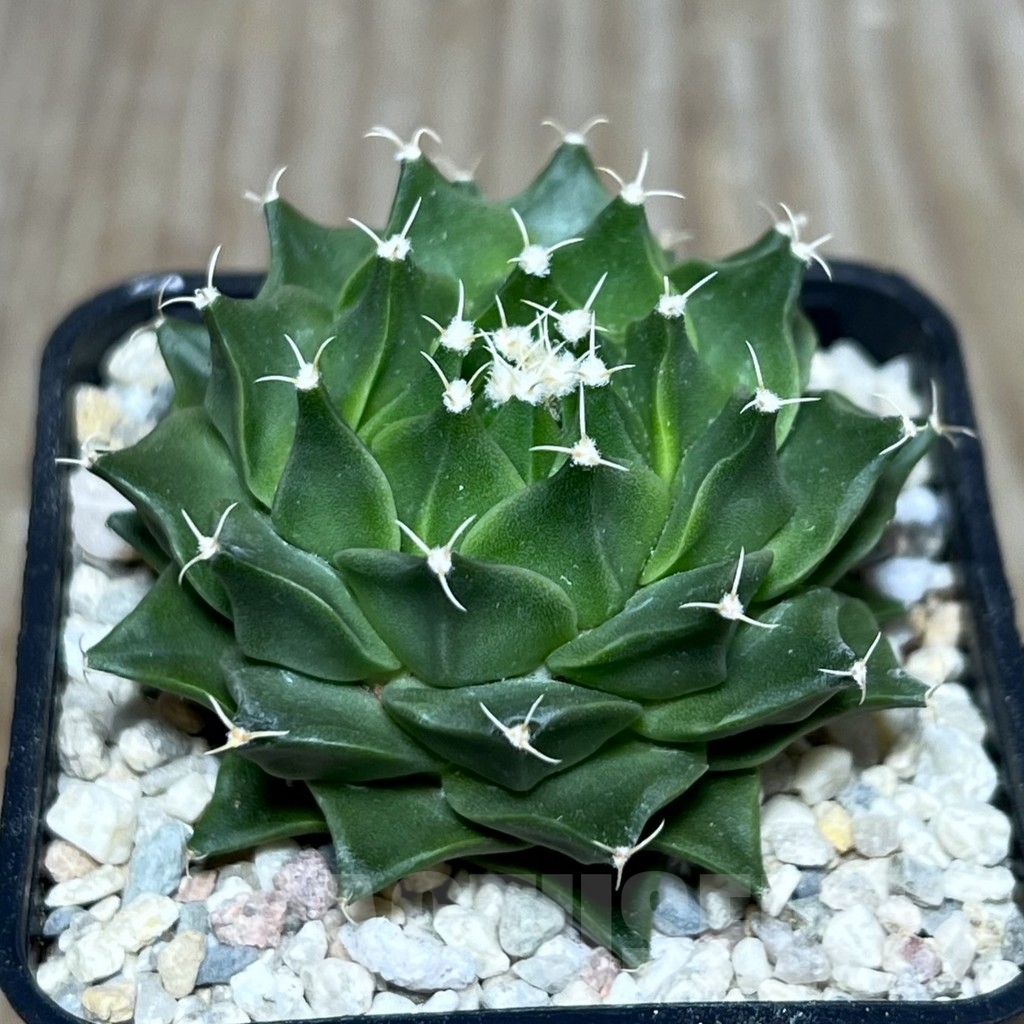 SHPR21433 Obregonia denegrii