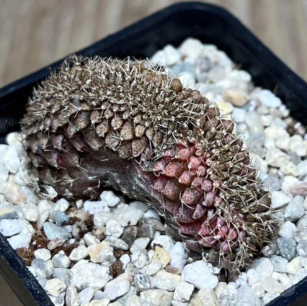 SHPR21434 Gymnocalycium mihanovichii f. cristata variegata