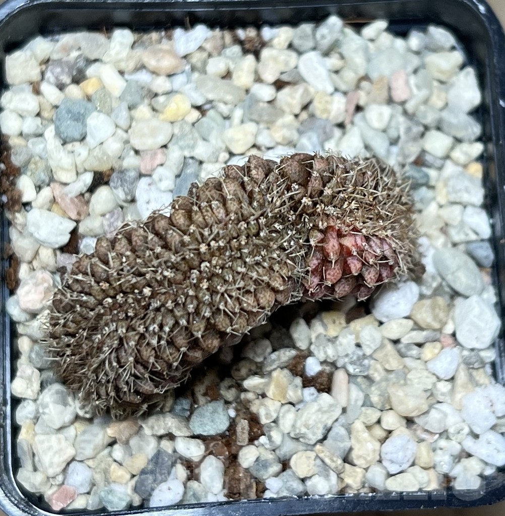 SHPR21434 Gymnocalycium mihanovichii f. cristata variegata - Зображення 2