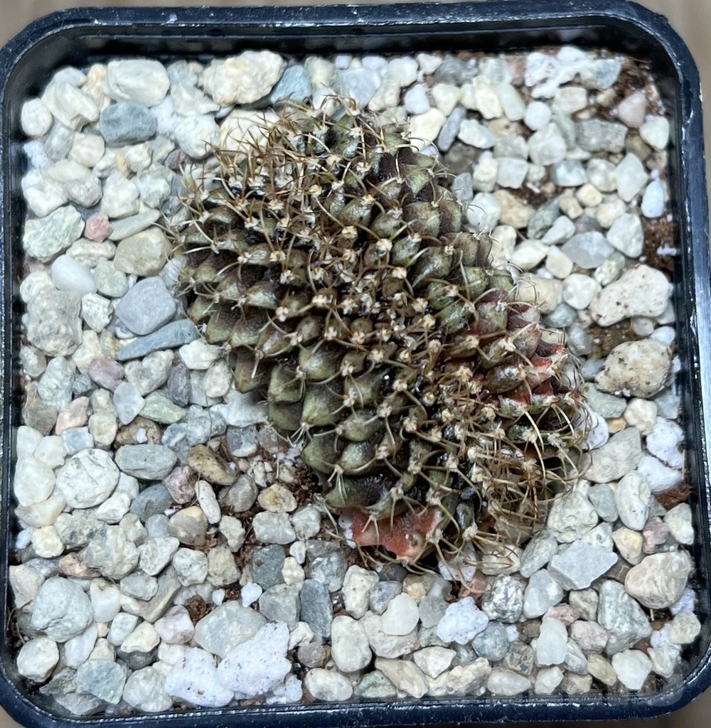 SHPR21435 Gymnocalycium mihanovichii f. cristata variegata - Зображення 2